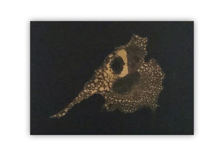 Pareidolia III (Elefante I)