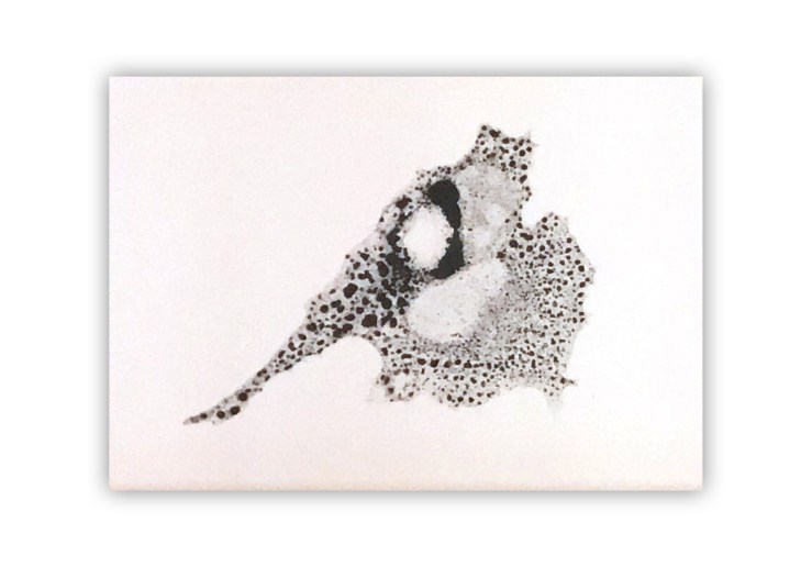 Pareidolia IV (Elefante II)